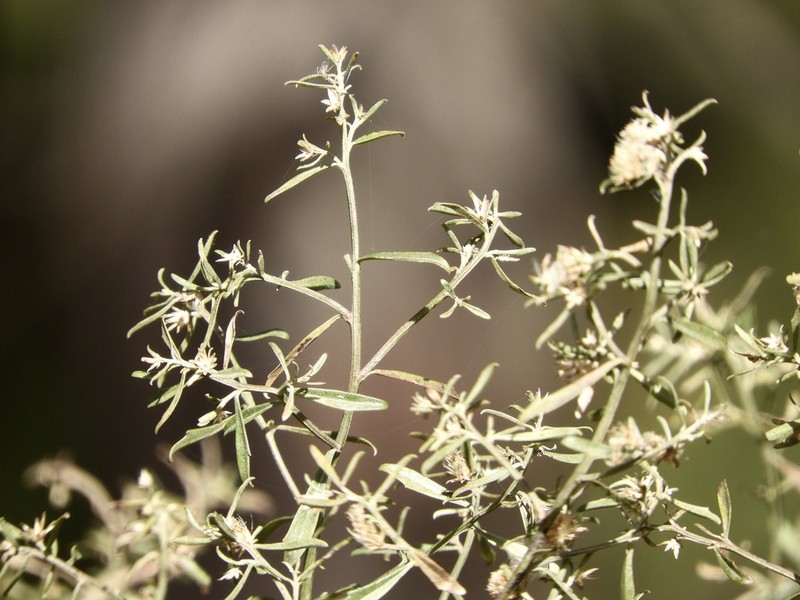 Baccharis linearifolia