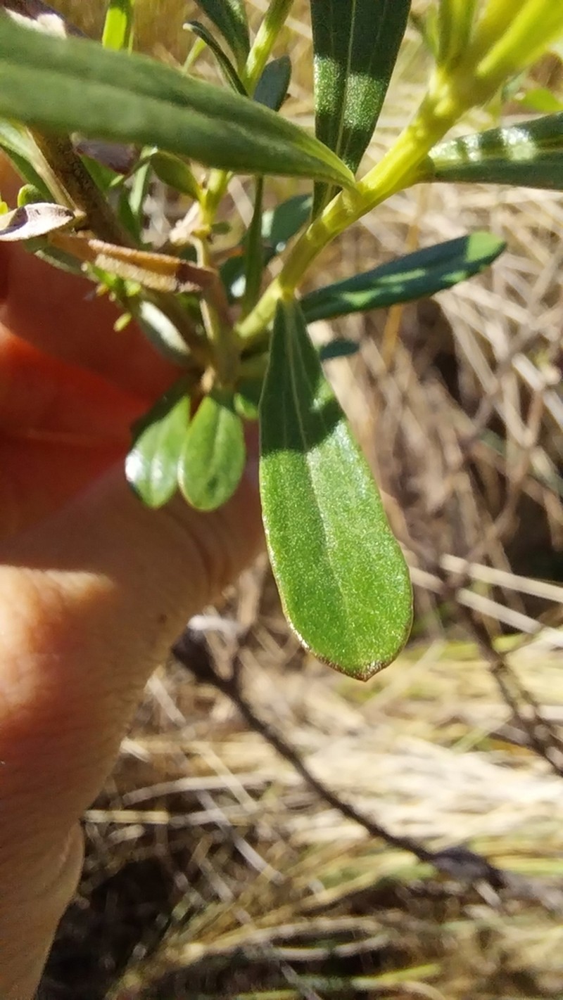 Baccharis linearifolia photo 2