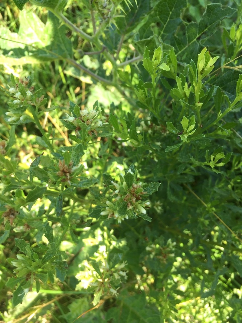 Baccharis linearifolia photo 3