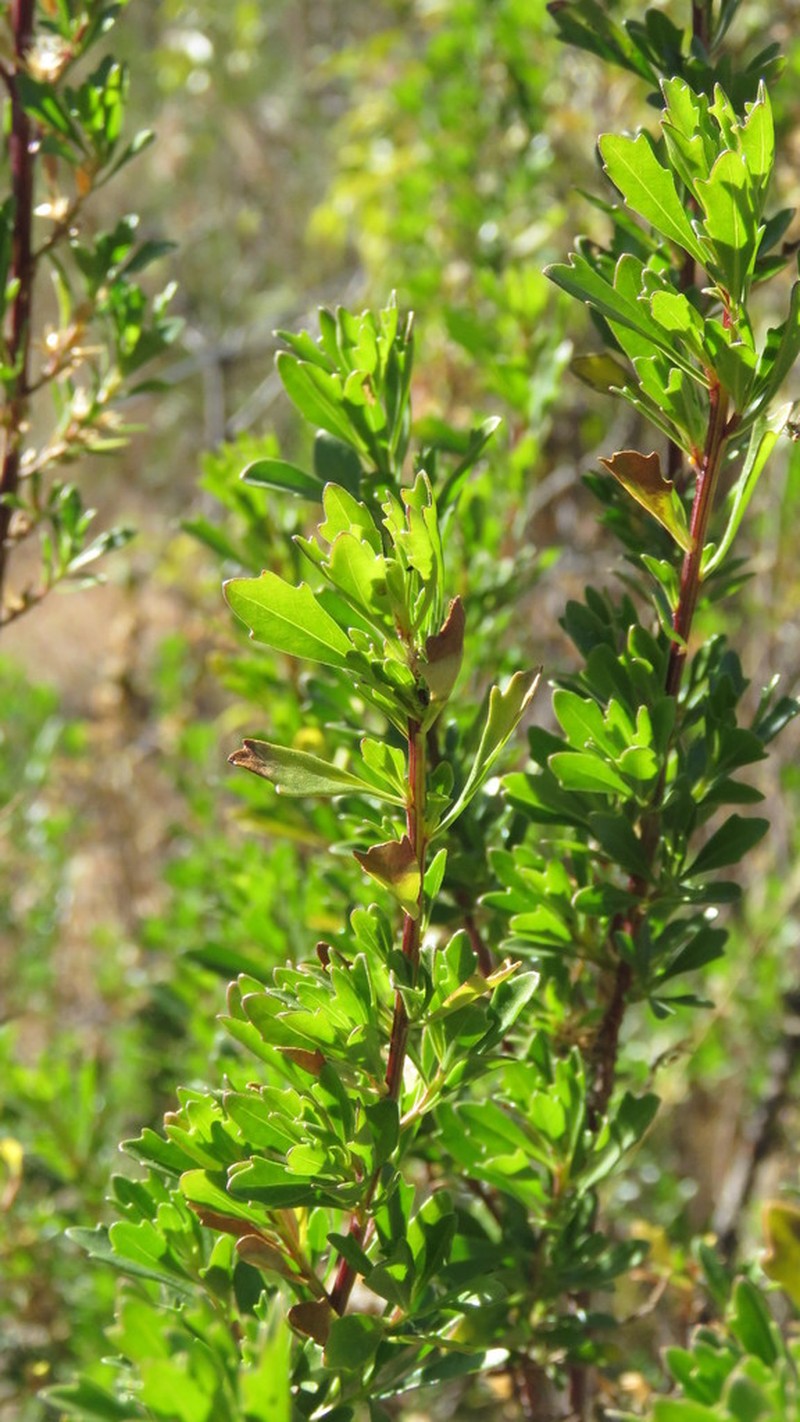 Baccharis linearifolia photo 4