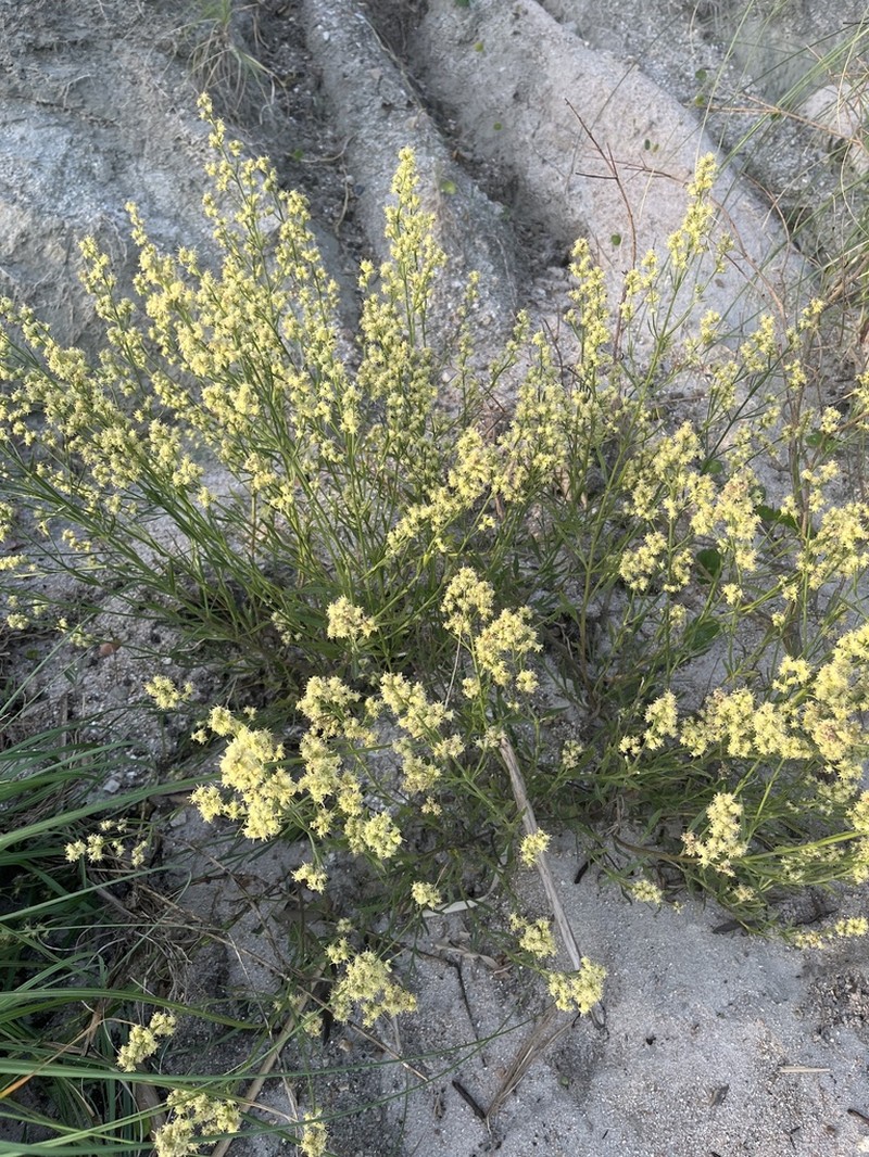 Baccharis linearifolia photo 5