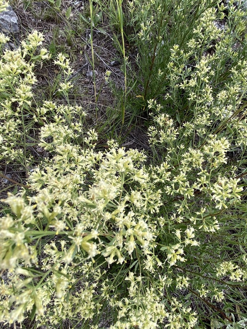 Baccharis linearifolia photo 6