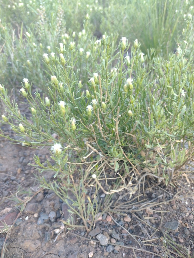 Baccharis linearifolia photo 7