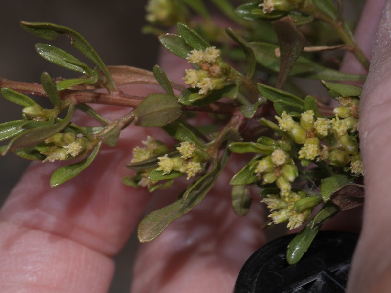 Baccharis linearifolia photo 8