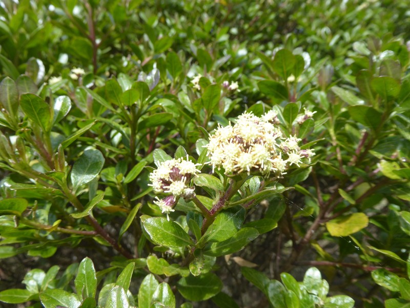 Baccharis linearifolia subsp. chilco