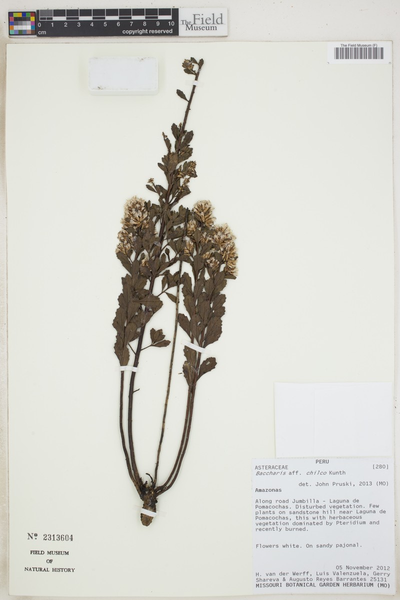 Baccharis linearifolia subsp. chilco photo 2