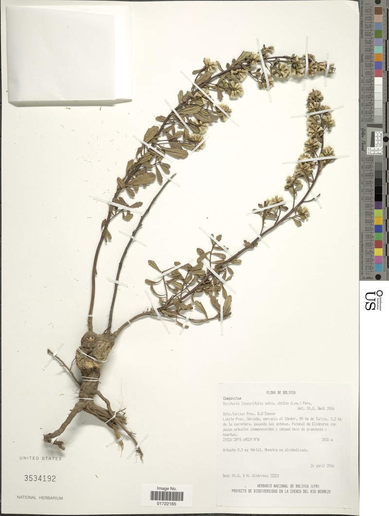 Baccharis linearifolia subsp. chilco photo 3