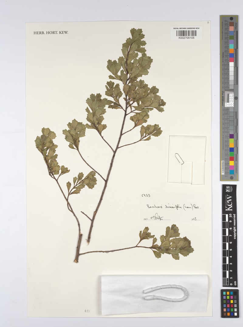 Baccharis linearifolia subsp. chilco photo 4