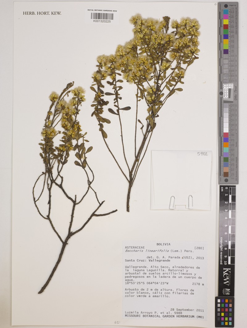 Baccharis linearifolia subsp. chilco photo 5