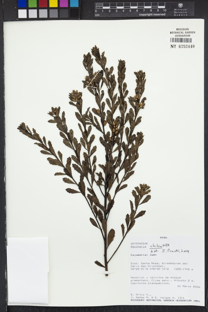 Baccharis linearifolia subsp. chilco photo 6