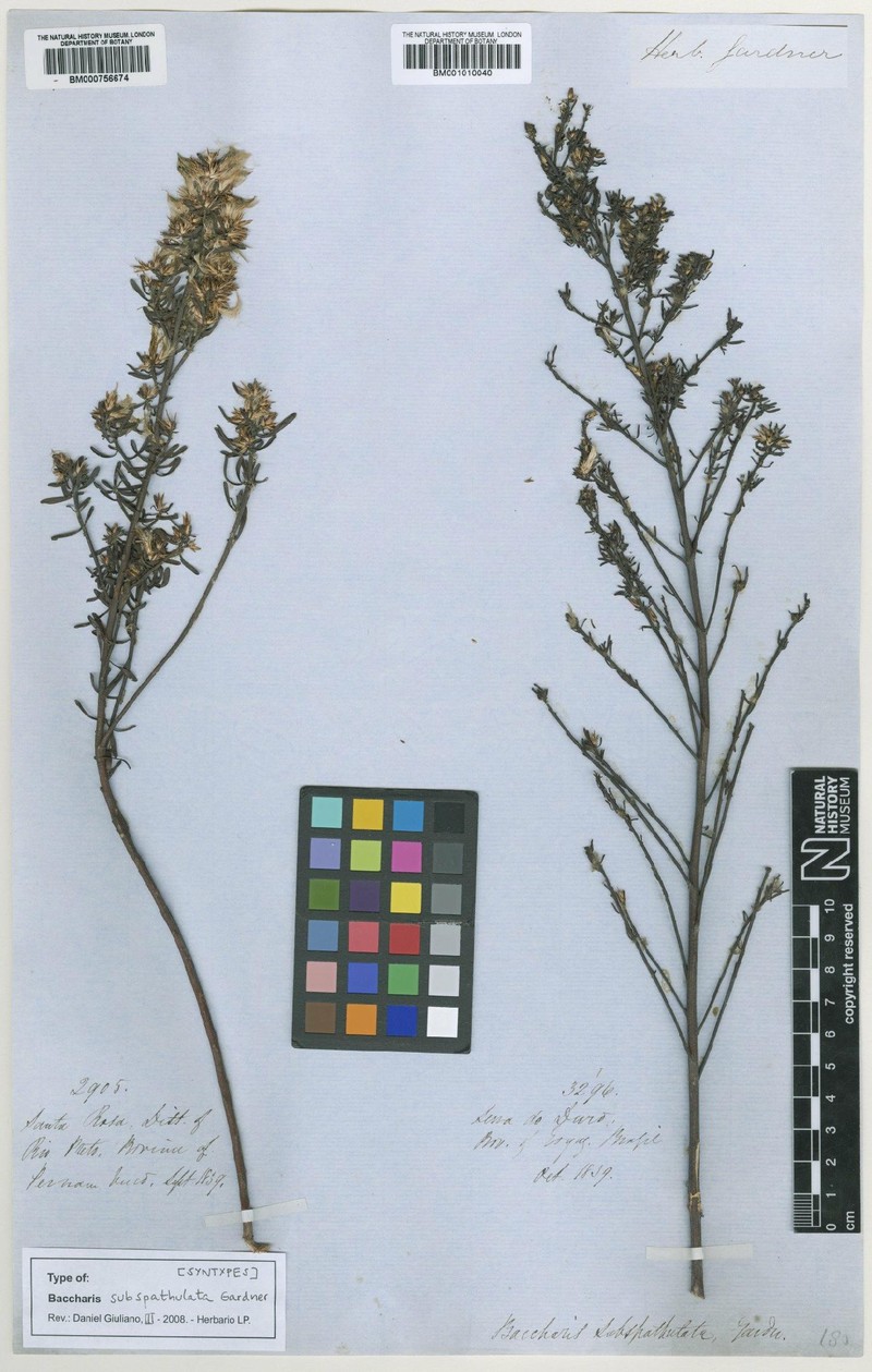 Baccharis linearifolia subsp. linearifolia