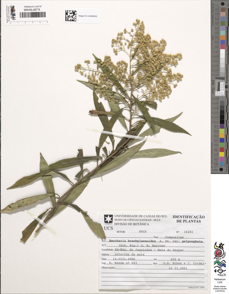 Baccharis linearifolia subsp. polycephala