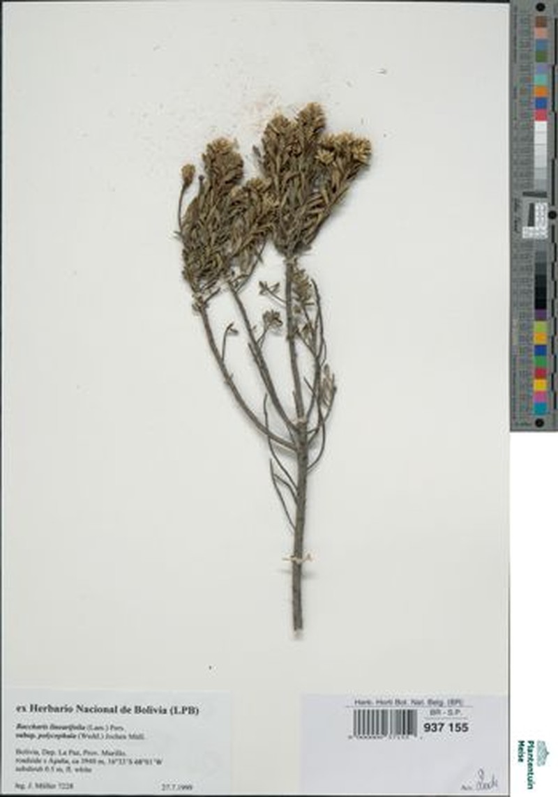 Baccharis linearifolia subsp. polycephala photo 2