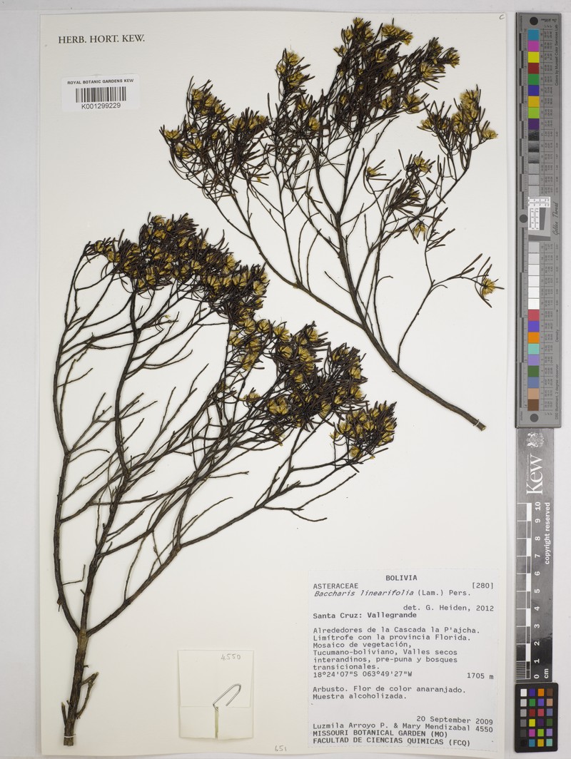 Baccharis linearifolia subsp. polycephala photo 3