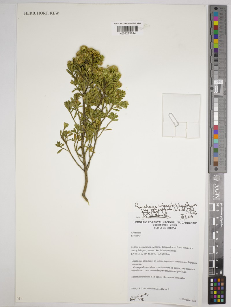 Baccharis linearifolia subsp. polycephala photo 4