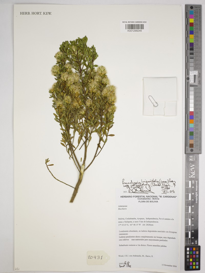 Baccharis linearifolia subsp. polycephala photo 5
