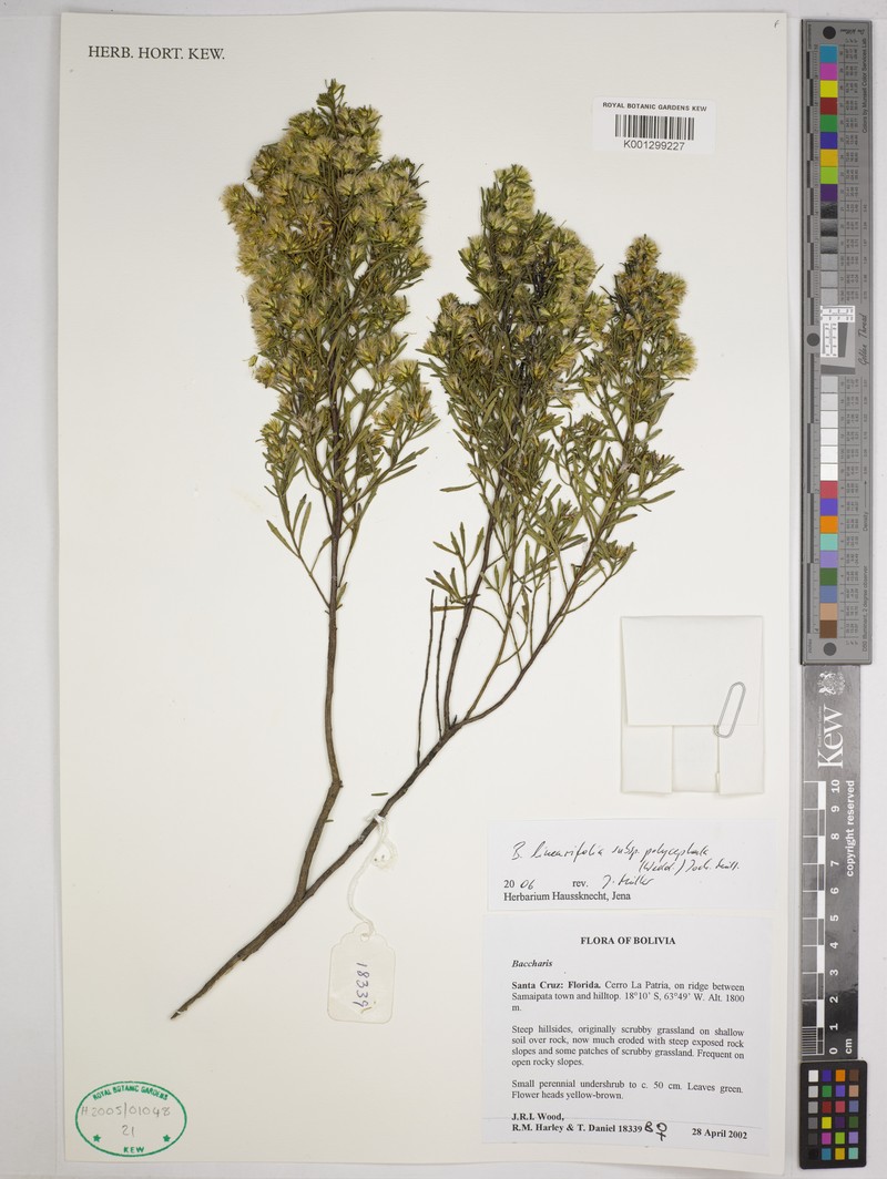 Baccharis linearifolia subsp. polycephala photo 6