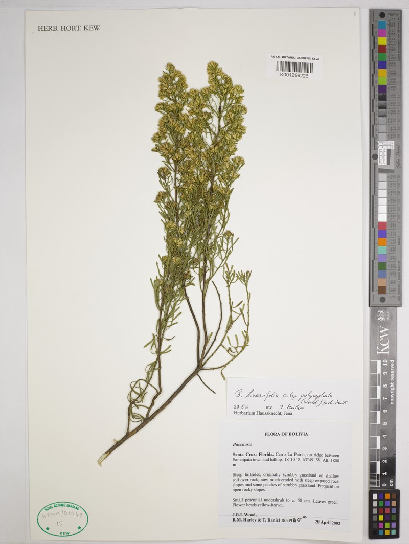 Baccharis linearifolia subsp. polycephala photo 7