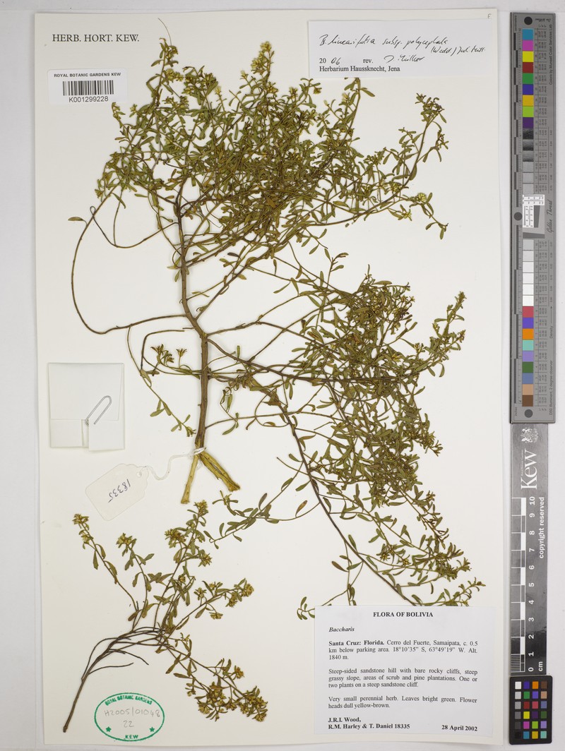 Baccharis linearifolia subsp. polycephala photo 8