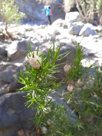 Baccharis linearis