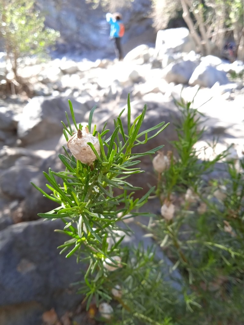 Baccharis linearis