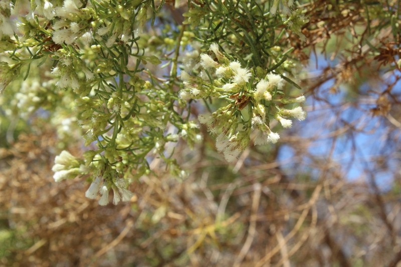 Baccharis linearis photo 2
