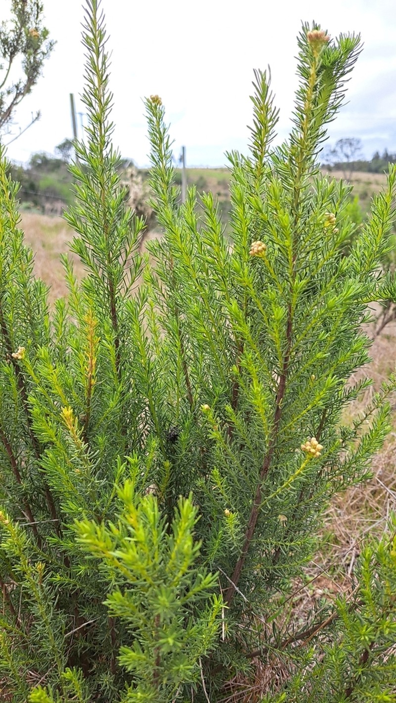 Baccharis linearis photo 3