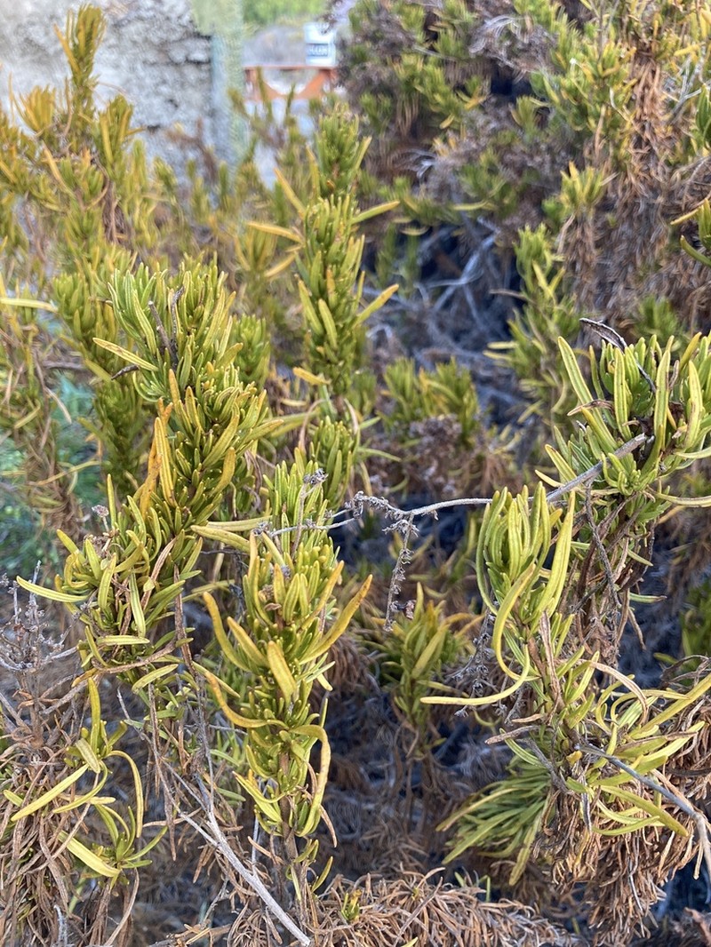 Baccharis linearis photo 4