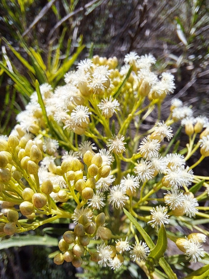 Baccharis linearis photo 5