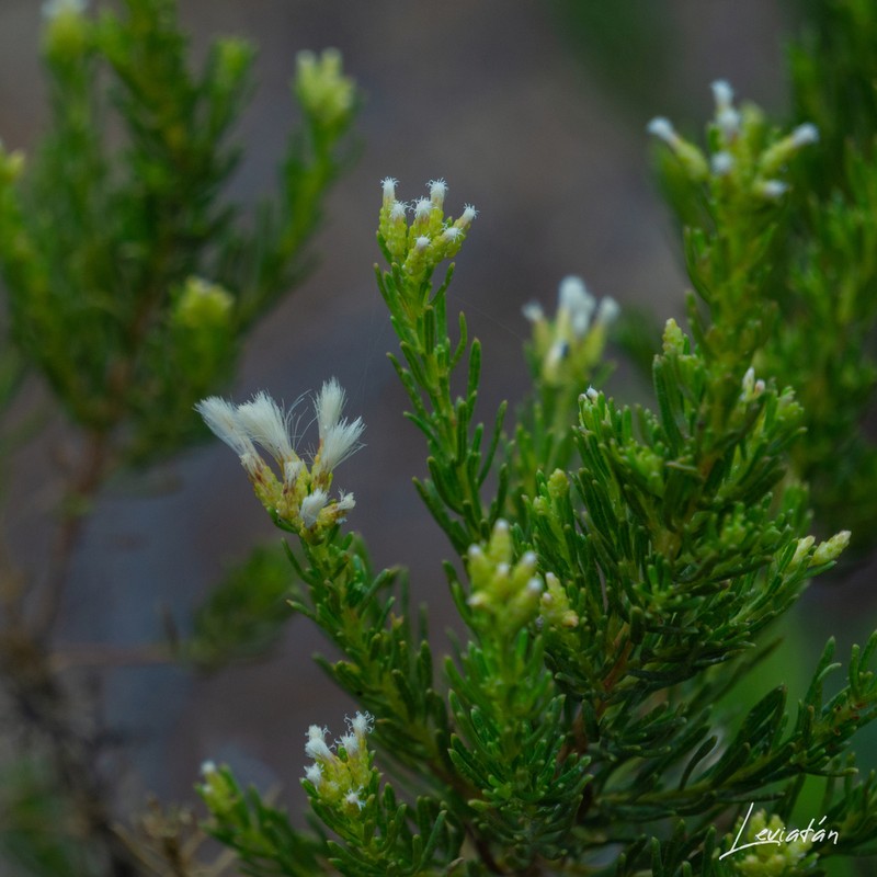Baccharis linearis photo 6
