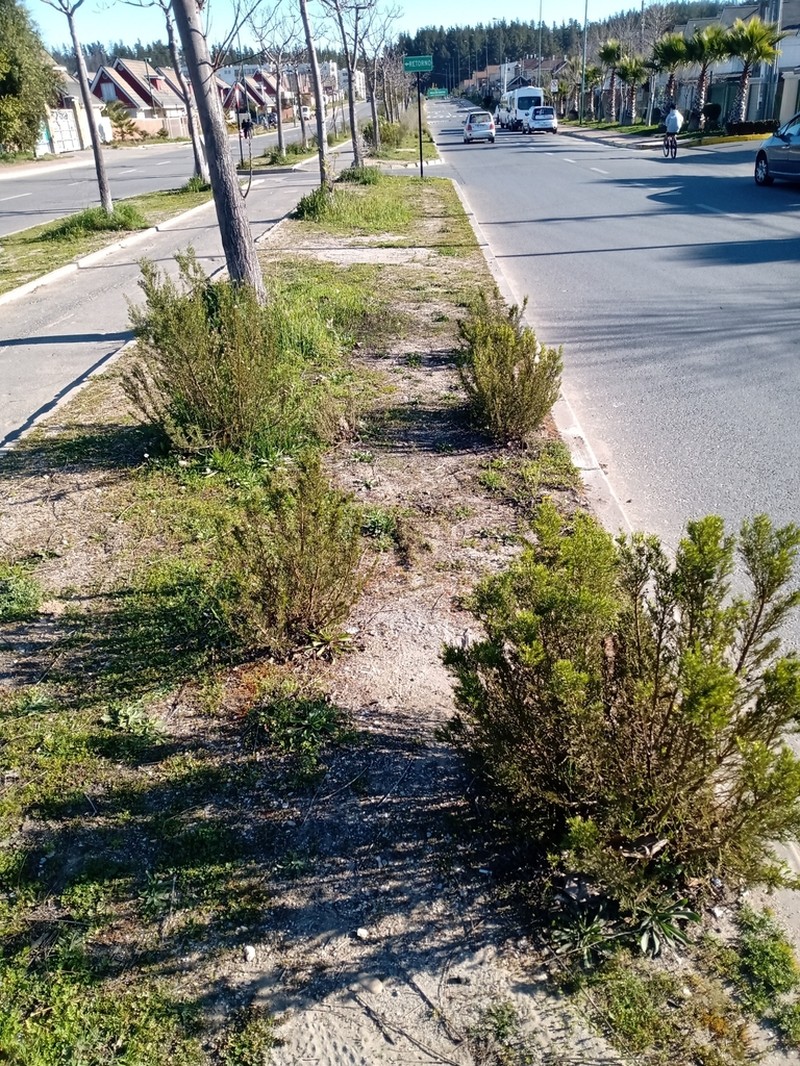 Baccharis linearis photo 7