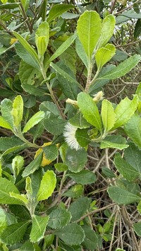 Baccharis longiattenuata