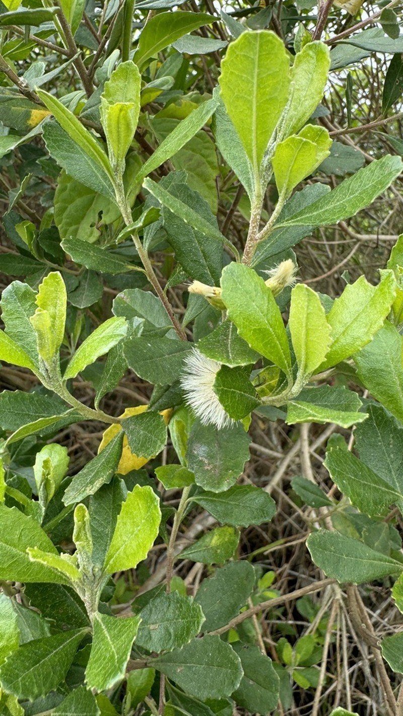Baccharis longiattenuata