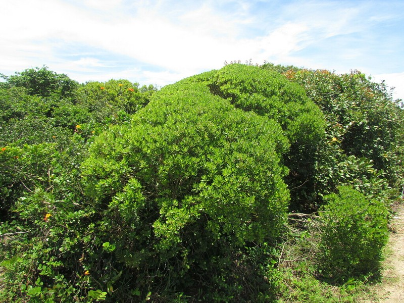 Baccharis longiattenuata photo 2