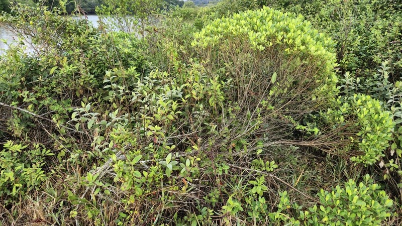 Baccharis longiattenuata photo 3