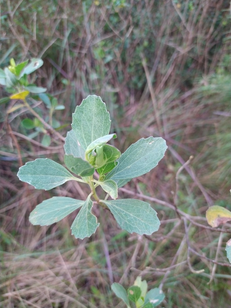 Baccharis longiattenuata photo 4