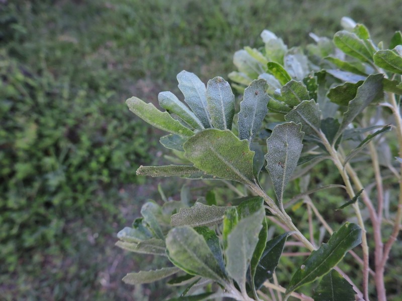 Baccharis longiattenuata photo 5
