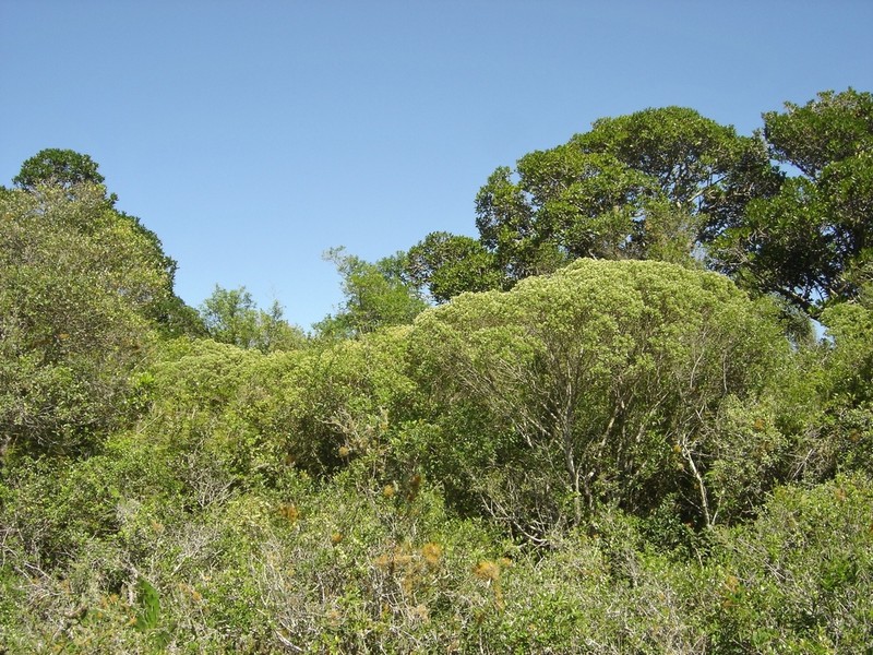 Baccharis longiattenuata photo 6