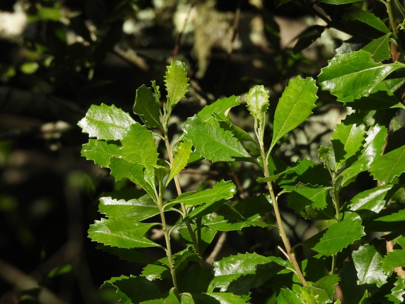 Baccharis longiattenuata photo 7