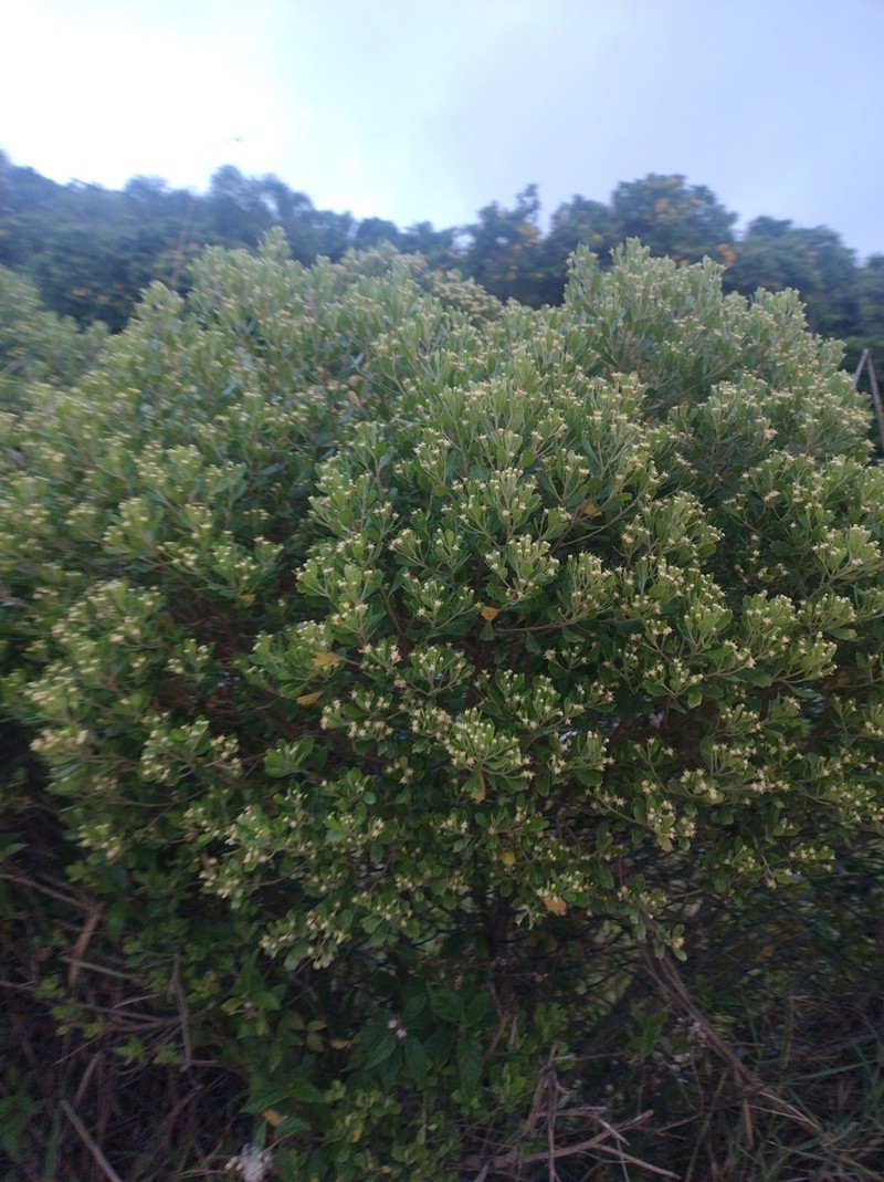 Baccharis longiattenuata photo 8
