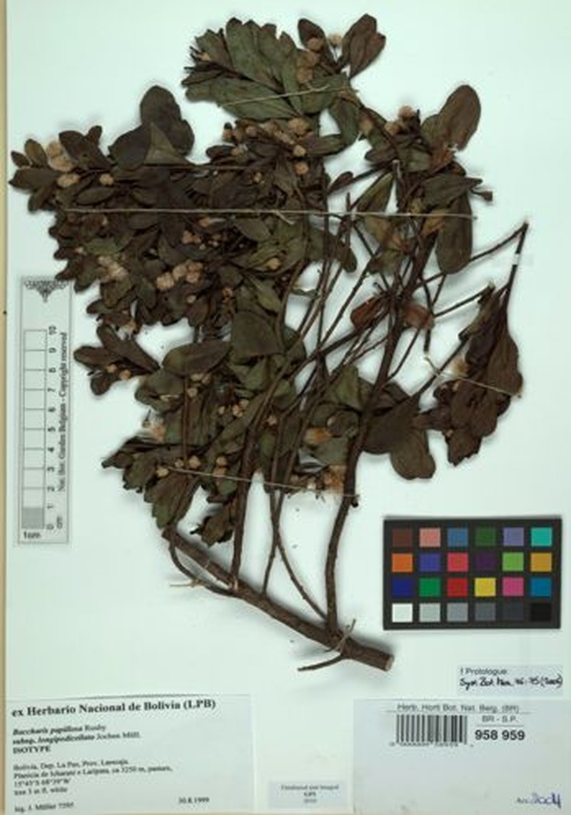 Baccharis longipedicellata