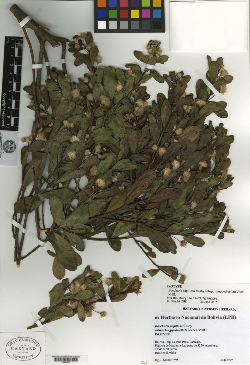Baccharis longipedicellata photo 2