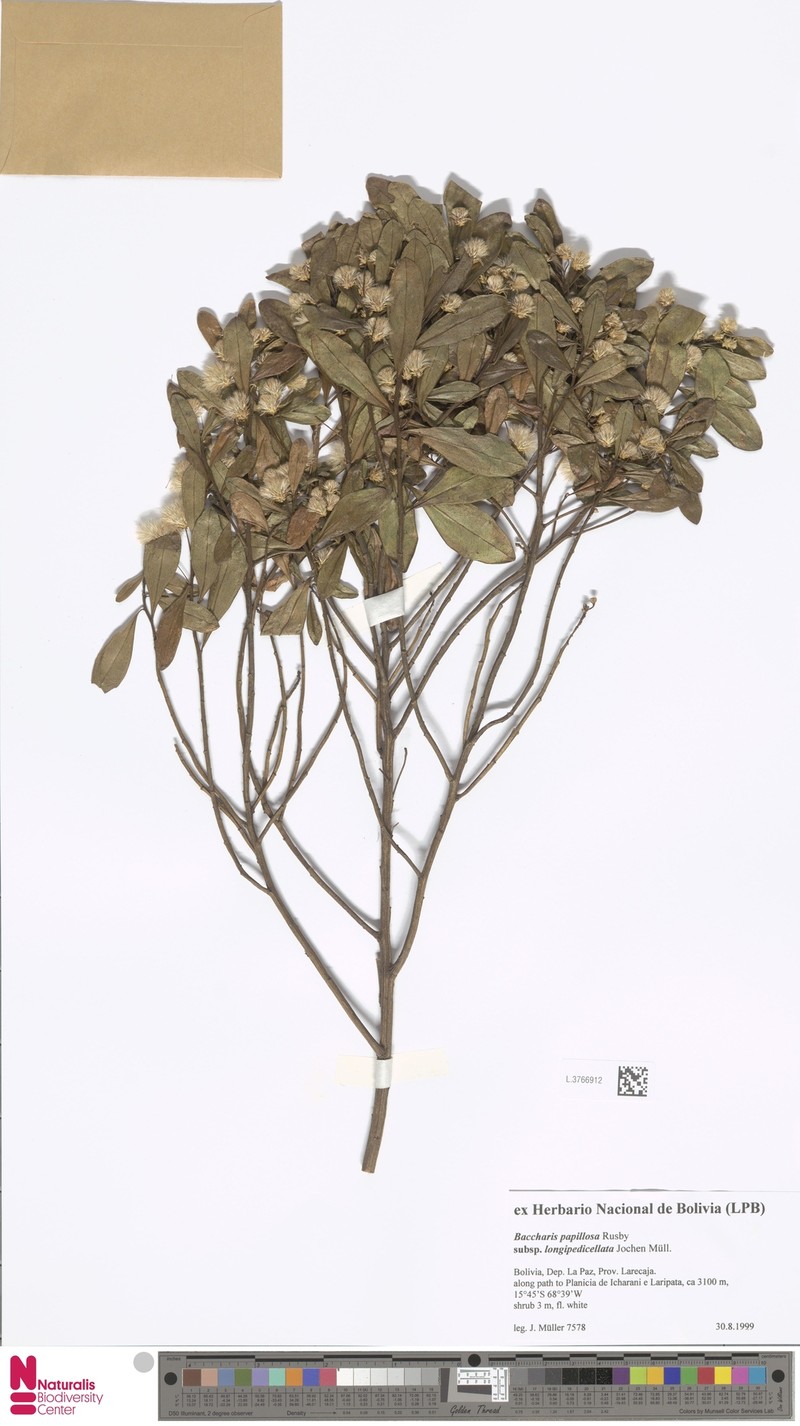 Baccharis longipedicellata photo 3