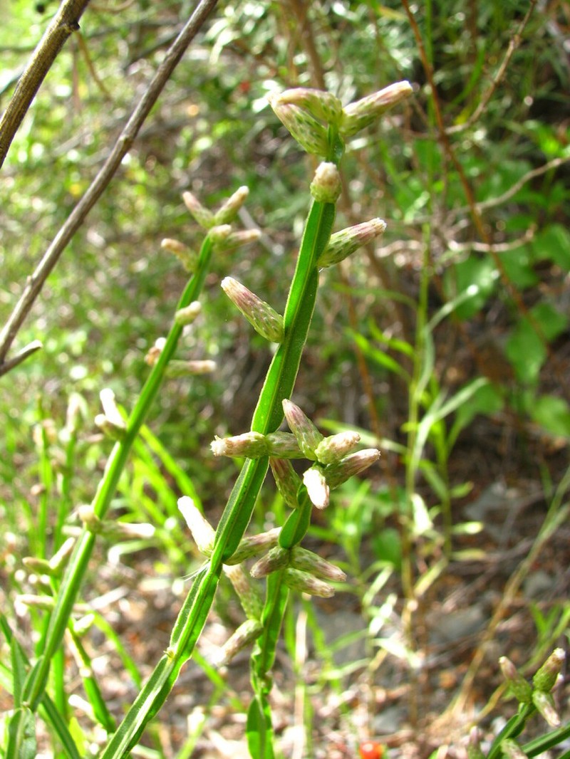 Baccharis lorentzii