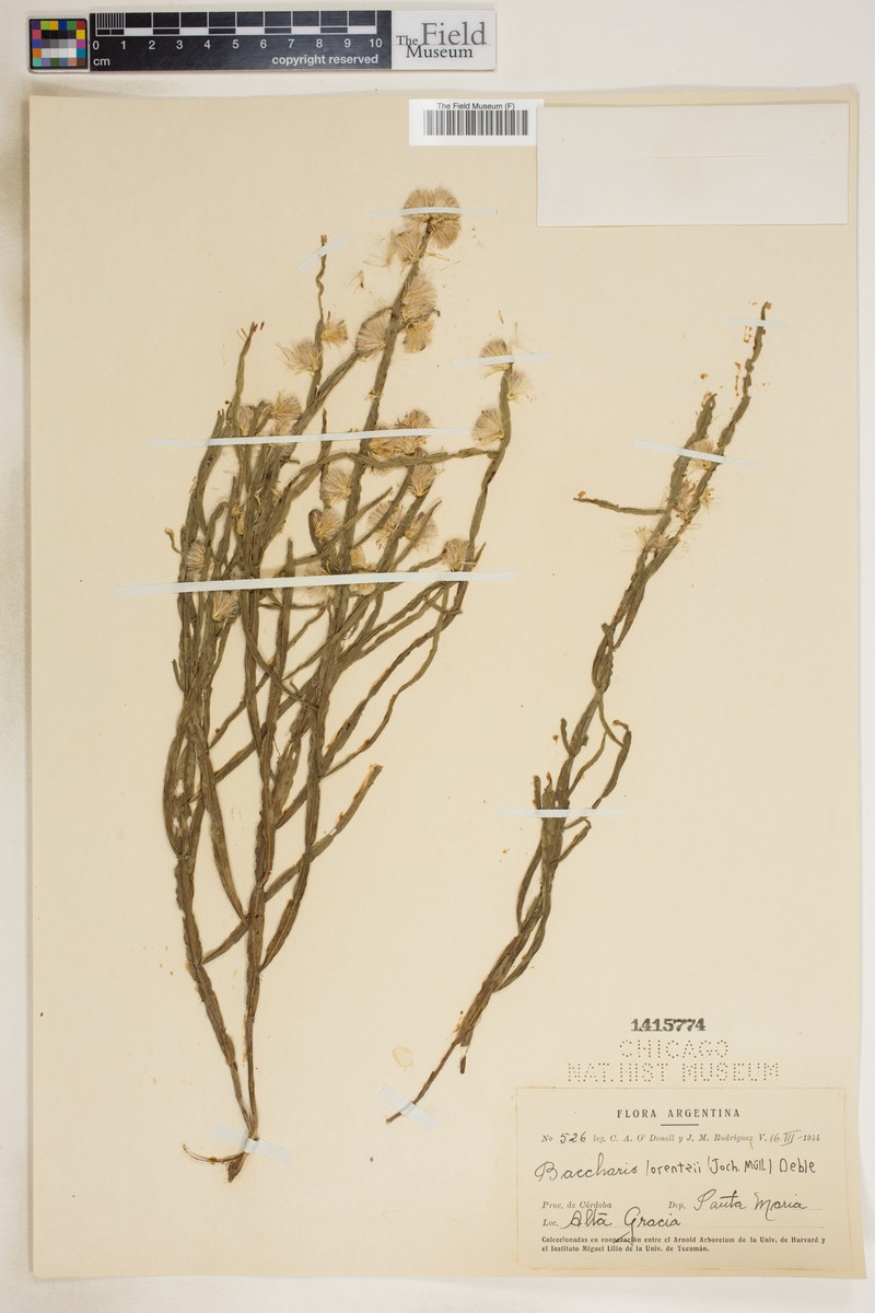 Baccharis lorentzii photo 3
