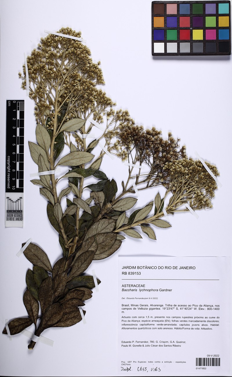 Baccharis lychnophora