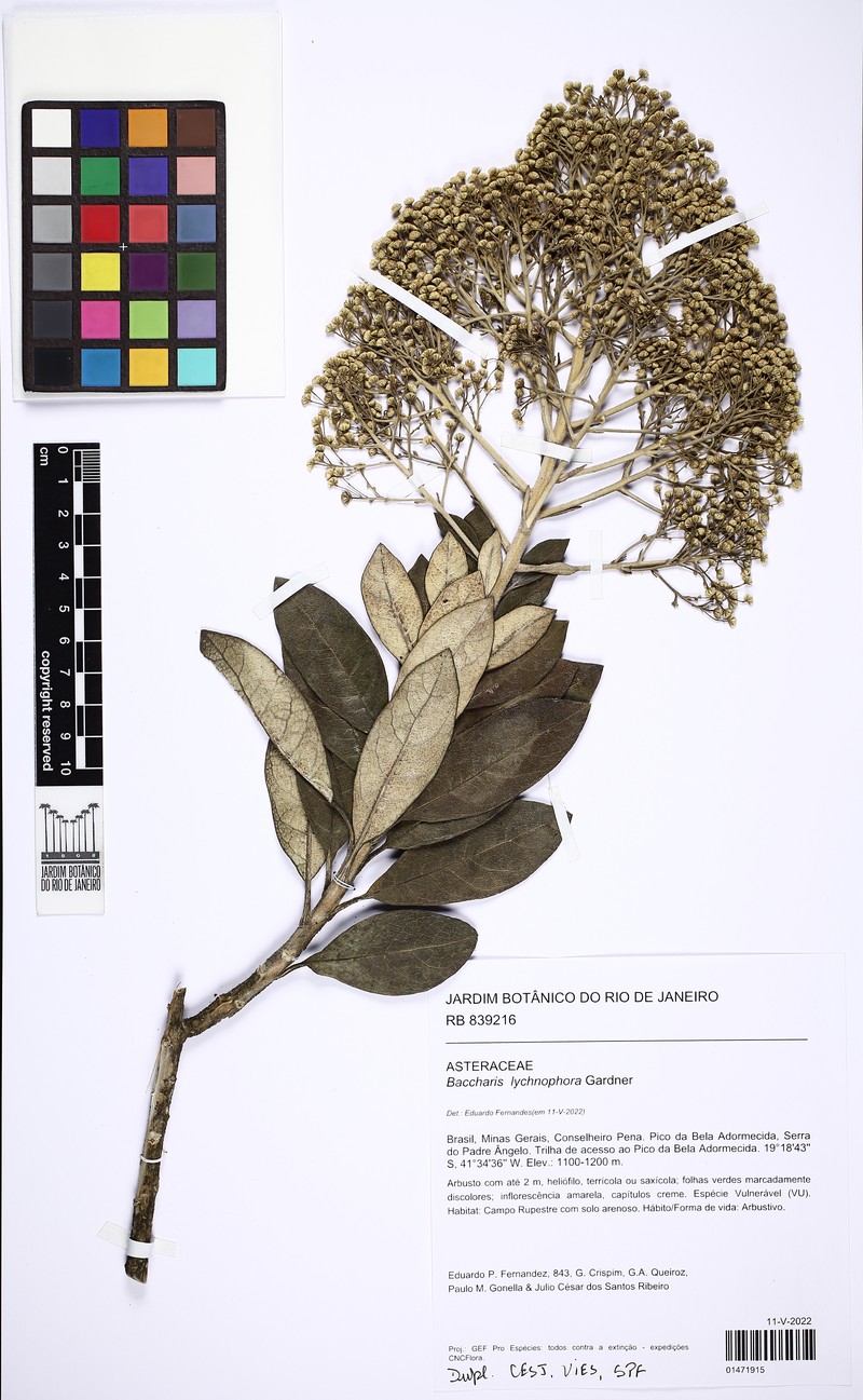 Baccharis lychnophora photo 2