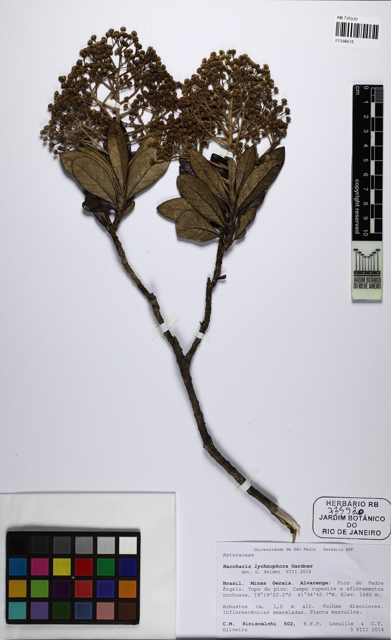 Baccharis lychnophora photo 3