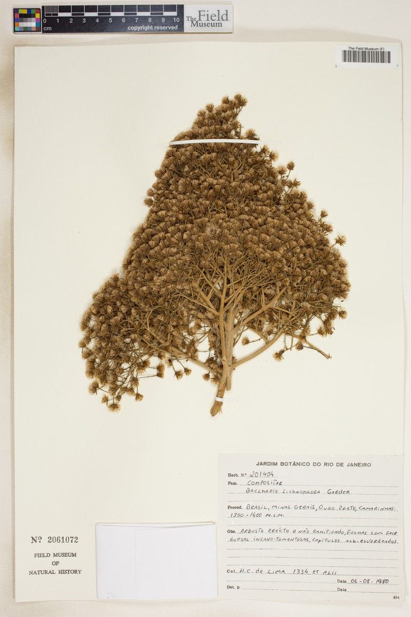 Baccharis lychnophora photo 4
