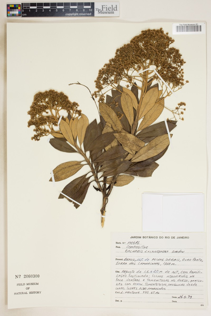 Baccharis lychnophora photo 5